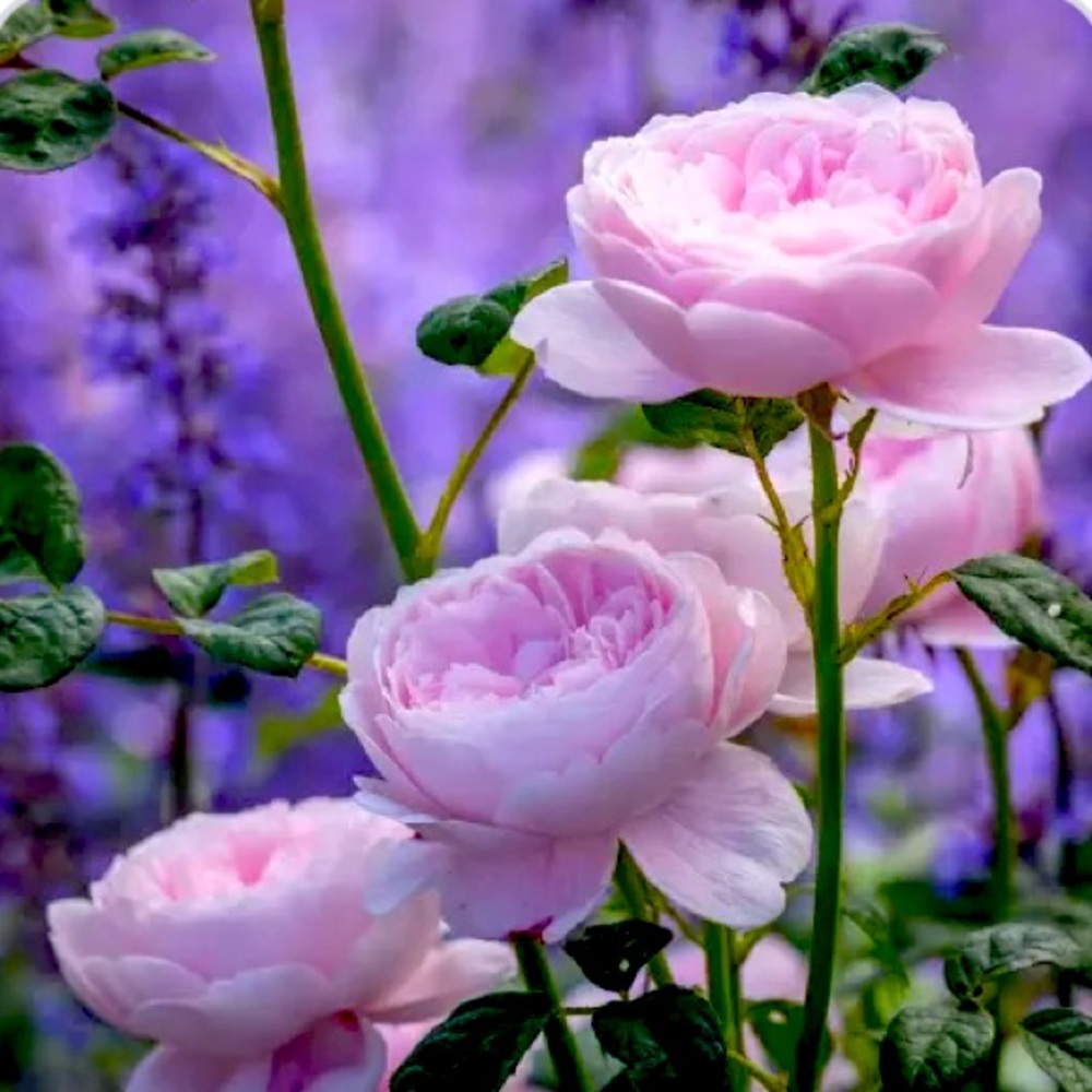 Meet your Posher, Roses Rule 🌺